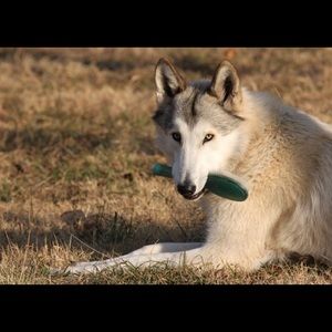 Meet your Posher, Randall